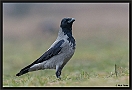 Bonte Kraai, Hooded Crow, Corvus cornix Location: Hungary bonte kraai D2 7748 kopie